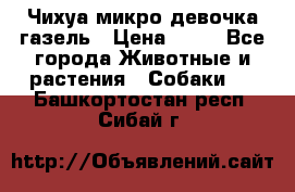 Чихуа микро девочка газель › Цена ­ 65 - Все города Животные и растения » Собаки   . Башкортостан респ.,Сибай г.